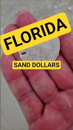 Finding Florida Sand Dollars 🤙 #seashell #beach