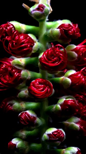 Unearth Compassion on TikTok