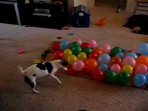 Dog vs. Balloons, Popping 74 Balloons in 57 Seconds