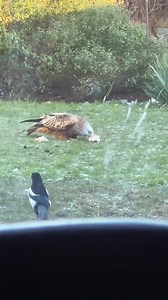 Watching the Red kites feed on the leftovers of dog food!!! #birdlife #redkite #birdwatching | Foley’s Photos - sunrise