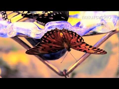Supergene controls butterfly mimicry - by Nature Video
