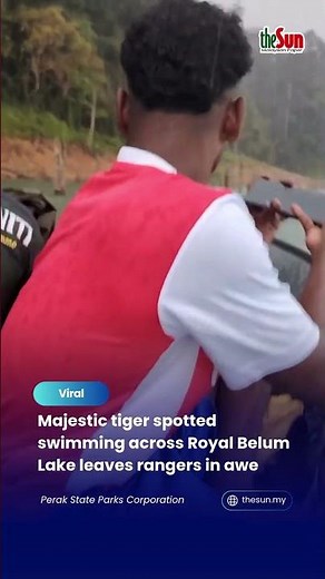 Majestic tiger spotted swimming across Royal Belum Lake leaves rangers in awe