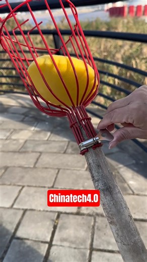 Fruit Picker Tool | Easy High-Reach Fruit Harvesting #shorts #fruit #fruitcutting