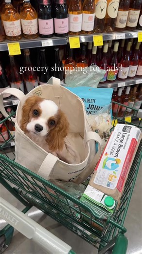 Adorable Cavalier King Charles Spaniel Puppy - Throwback Video