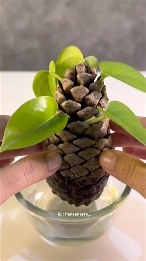 Oh, so that's the secret? 🤔 #pine #grow #plant #experiment