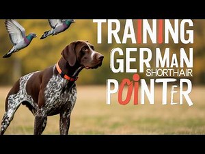 My 30 Day Bird Dog Training Experiment with a German Shorthair Pointer