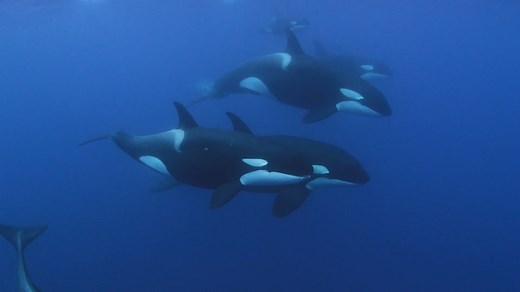 The endangered Southern Resident killer whale population face numerous difficulties in the Pacific Northwest, including prey availability and poor habitat quality. NFWF’s Killer Whale Research and Conservation Program with Shell, SeaWorld, USFWS Pacific Region and NOAA Fisheries Service awards grants to organizations solving these key issues. Long Live the Kings, one such grantee, works upstream at hatcheries to improve survival rates and the size of Chinook salmon - the whale's main food source