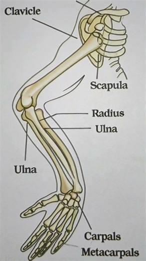 #skeleton system#anatomy #appendicular skeleton#bone#hand bone #biology #humunbone#nurdi