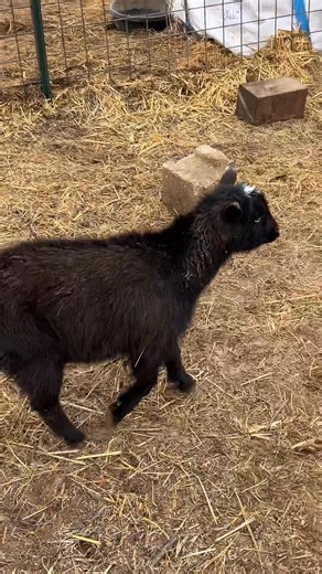 When you’re the tiniest goat but have the biggest attitude. 🐐🤣 #goats #fblifestyle #farmlife #homestead #attitude #dogs | Twisted L Farms
