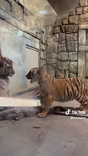 Tiger Cub Vocalizations: Playful Growls and Chuffs