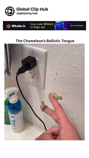 Global CLIP HUB on Instagram: "Chameleons possess one of the most efficient hunting mechanisms in the animal kingdom, centered around a tongue that can shoot out farther than their own body length. Guided by eyes that move independently for 360-degree targeting, the chameleon locks onto its prey with surgical precision. The strike is powered by specialized muscles that launch the sticky, suction-cup-tipped tongue in a fraction of a second. Once the insect is snagged, the tongue snaps back into t
