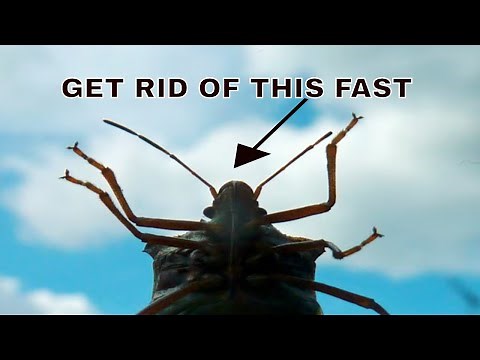 How to get rid of stink bugs naturally