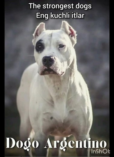 Eng kuchli itlar. The strongest dogs Top-10