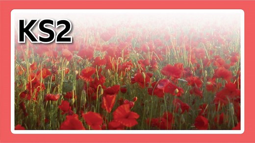 Remembrance Day 2024 | Primary Topic Packs | Ages 7-11 - BBC Bitesize