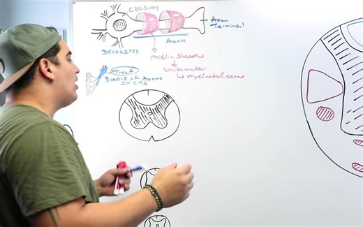 脊髓白质 Neurology _ Spinal Cord - White Matter Structure & Function [qqb4S5Tv008]