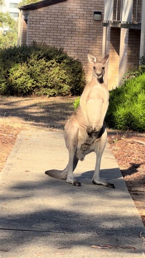 Face-to-Face Encounters with Roo