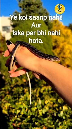 Glass Lizard – The Legless Mystery of Nature. lizard facts. #creatures #ytshorts