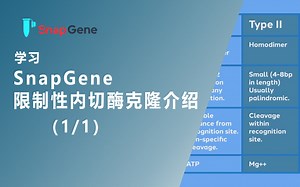 SnapGene限制性内切酶克隆介绍