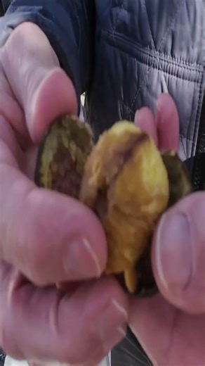 Roasting Japanese Chestnuts~!