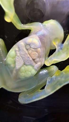 Watching A Glass Frog's Organs Through Transparent Skin || ViralHog