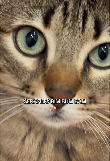 Serafino BIM BUM BAM: Ritorno Musicale