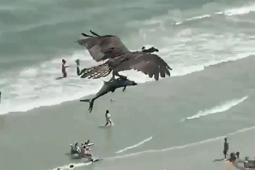 Massive bird of prey snags shark-like fish in wild video
