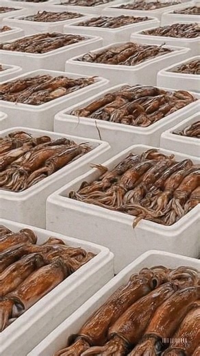 갑자기 오징어 엄청 쏟아지더니…수산물 거래량 무려 3배 폭증한 대반전 '도시' https://www.wikitree.co.kr/articles/1083569 | Wikitree - 위키트리