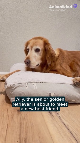 Watch a senior golden retriever rediscover her puppy side with a new sibling