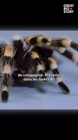 La tarentule à genoux rouges, beauté et conservation.