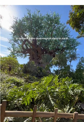 take me back 🥹💕#disney #waltdisneyworld #disneyworld #disneyparks #disneyaesthetic