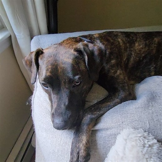 Brown Dog Coalition on Reels