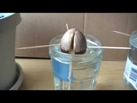 How to Grow avocado plants