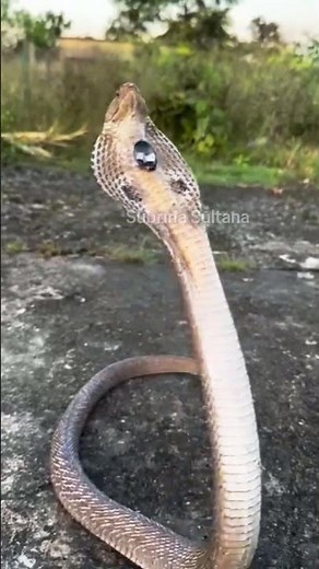 “Strange Cobra Snake Behavior Caught on Camera”
