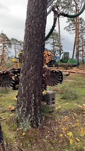 188K views · 947 reactions | Procesadora 1270g harvesting #madera #tree #harvester #forester #woodworking #forestry #machinery | Barbara Lopez | Facebook