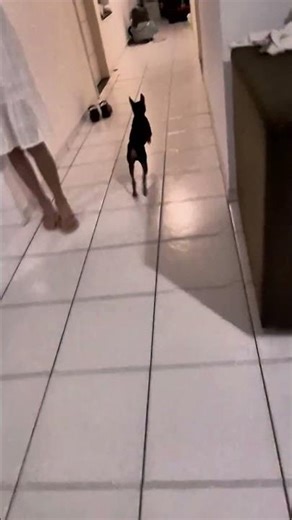 Nick, the Pinscher, is running really fast! #dog #pets #pinscher