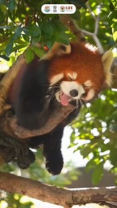 2.7K views · 2.3K reactions | Soak in the breathtaking beauty of India’s flora and fauna at sunrise. #MorningFromTheNature #MissionLiFE #ProPlanetPeople | Ministry of Environment, Forest & Climate Change, Government of India | Facebook