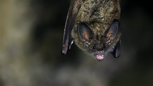 Watch what happens when bats hunt in complete darkness using sound