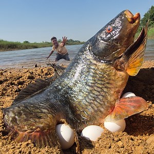 1.9M views · 34K reactions | Wow amazing big stuck golden carp fish catching by fisherman river dry place underground #fishing #video | Fisherman Animal Lover-Original | Facebook
