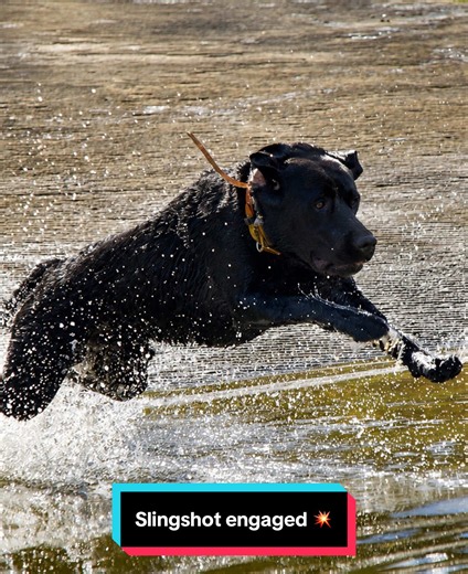 Hunting Labrador Training: 'If You Ain’t First, You’re Last' Behavior Fix