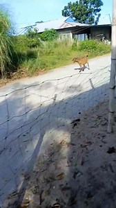 Ang command ni Brenda at jinky 🐐🥰 #britishcolumbia #ArtisticExpressions #handmade #snow #foodevent #game #schoolholidays #countrymusic #fish #relaxation | GiNa Bilarmino Silvestre Anusencion