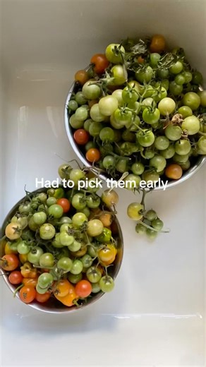 How to ripen tomato’s faster!