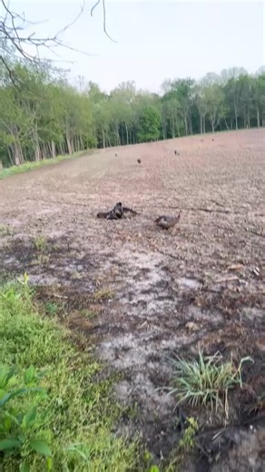 Preparing for the Upcoming Turkey Season