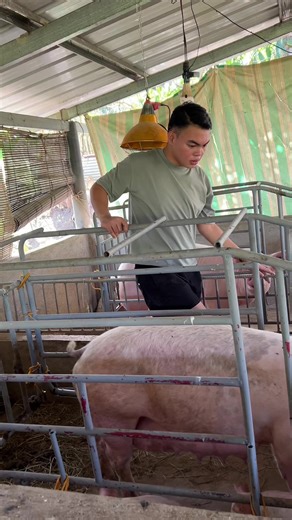 May nangyare sa baboy ko😭 #aronvlogs #pets #pig #farm