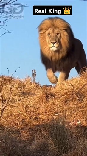 real king#lion jangal real king of scarfes