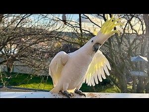 Sulphur Crested Cockatoo call and Sound on my Deck!
