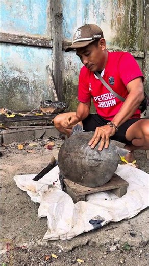 Soft shell of softshell turtle #viral