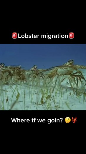 Lobster Migration Underwater Adventure