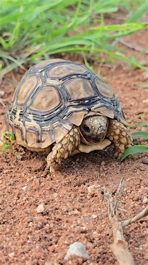 Even baby season for the Tortoises.