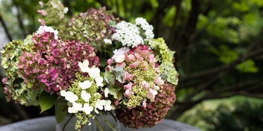 How to preserve your hydrangeas: The ultimate drying technique you need to try