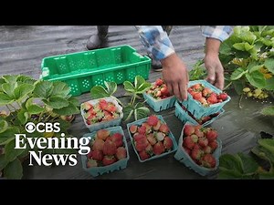 USDA cuts leave food aid groups and farmers struggling